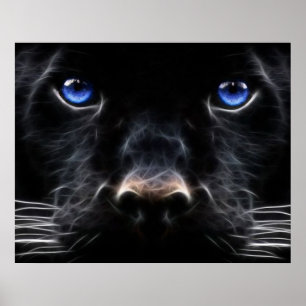 Mystical Blue Eyed Cat Poster