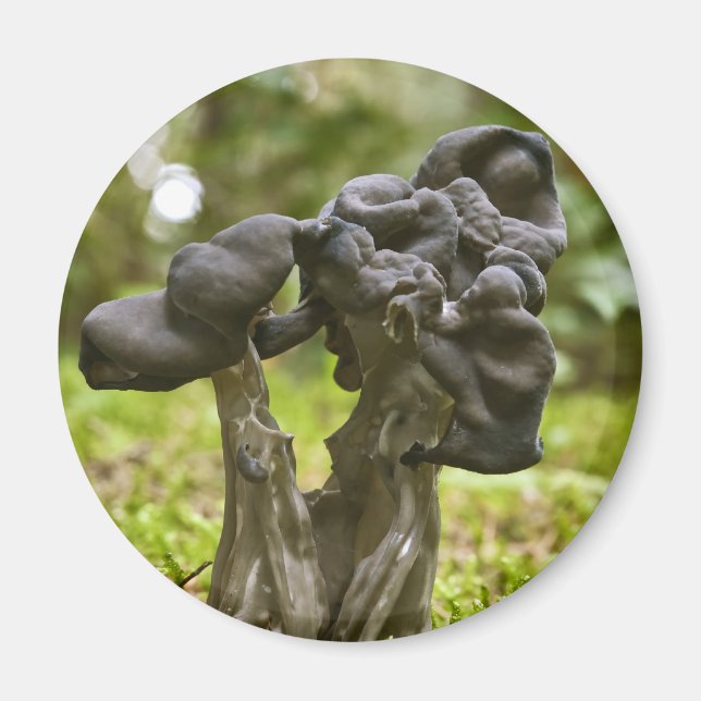 Mystische Pilze Magnet (Vorne)