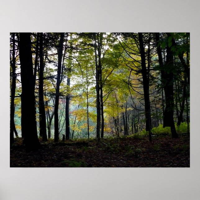 Mystische Woods in der Quechee-Schlucht Poster (Vorne)