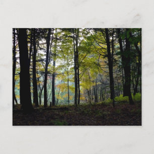 Mystische Woods in der Quechee-Schlucht Postkarte