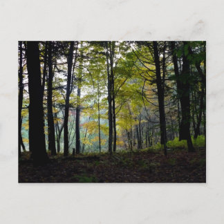 Mystische Woods in der Quechee-Schlucht Postkarte