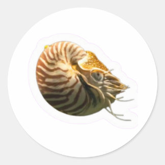 Mystischer gekammerter Nautilus-Schalen-Aufkleber, Runder Aufkleber