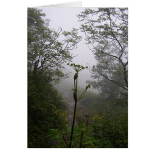 Mystischer Morgen
