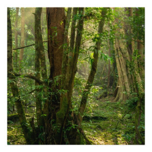 Mystischer Namal-Uyana-Wald - Uraltes Eisenholz Fotodruck