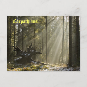 Mystischer Wald Postkarte