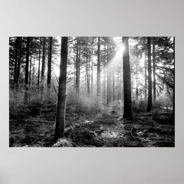 mystisches Waldposter Poster (Vorne)