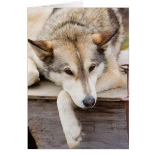 N.A., États-Unis, Alaska. Chiens de traîneau husky
