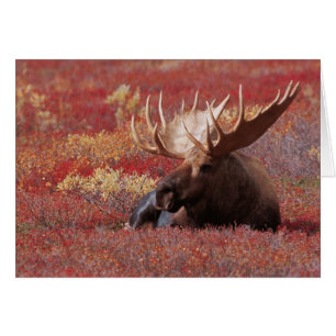N.A., États-Unis, Alaska, Parc national de Denali,