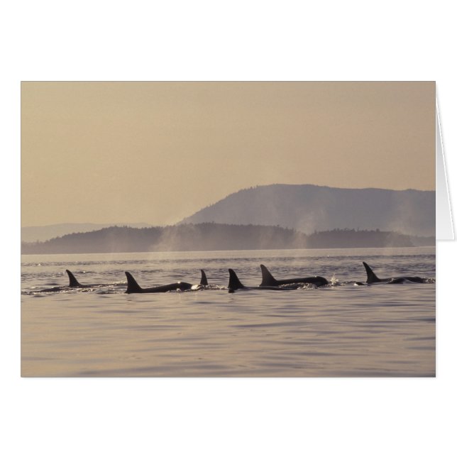 N.A., États-Unis, Washington, San Juan Islands Orc (Devant horizontal)