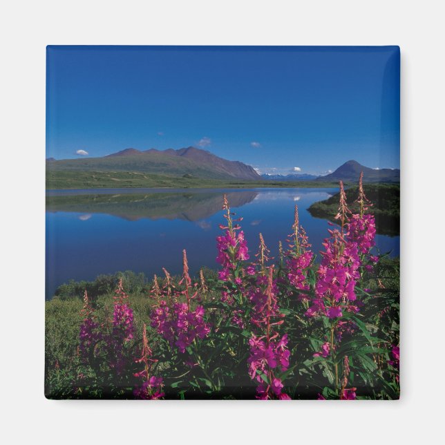N.A., USA, Alaska, Alaska Range Common Magnet (Vorne)