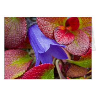 N.A., USA, Alaska. Blauglocke in der Tundra in