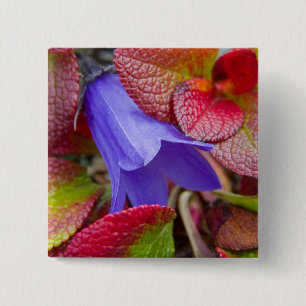 N.A., USA, Alaska. Blauglocke in der Tundra in Button