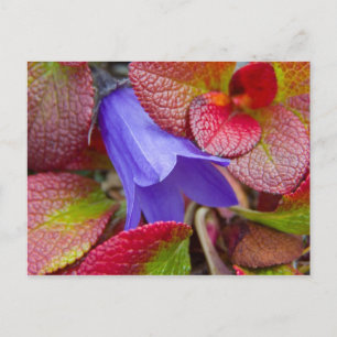 N.A., USA, Alaska Bluebell in der Tundra in Postkarte