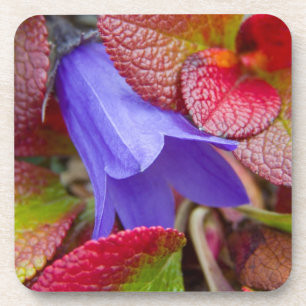 N.A., USA, Alaska. Bluebell in der Tundra in Untersetzer