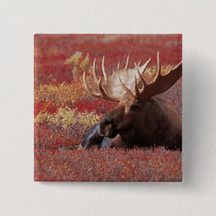 N.A., USA, Alaska, Denali-Nationalpark, Bulle Button