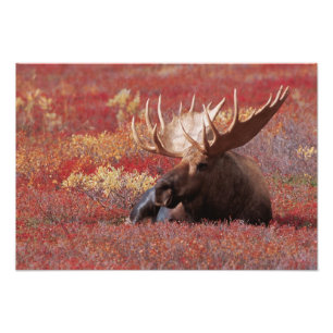N.A., USA, Alaska, Denali-Nationalpark, Bulle Fotodruck