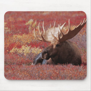 N.A., USA, Alaska, Denali-Nationalpark, Bulle Mousepad