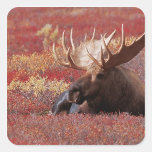 N.A., USA, Alaska, Denali-Nationalpark, Bulle Quadratischer Aufkleber