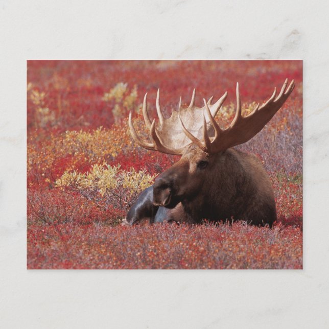 N.A., USA, Alaska, Denali Nationalpark, Stier Postkarte (Vorderseite)