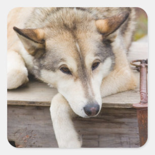 N.A., USA, Alaska Husky-Schlitten Quadratischer Aufkleber
