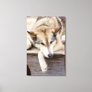 N.A., USA, Alaska. Husky-Schlittenhunde Leinwanddruck