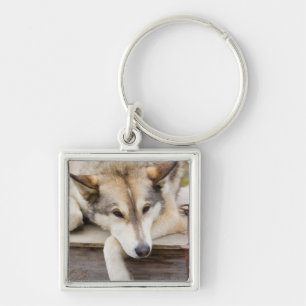 N.A., USA, Alaska. Husky-Schlittenhunde Schlüsselanhänger