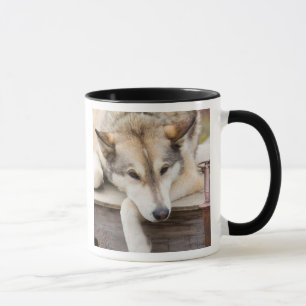 N.A., USA, Alaska. Husky-Schlittenhunde Tasse