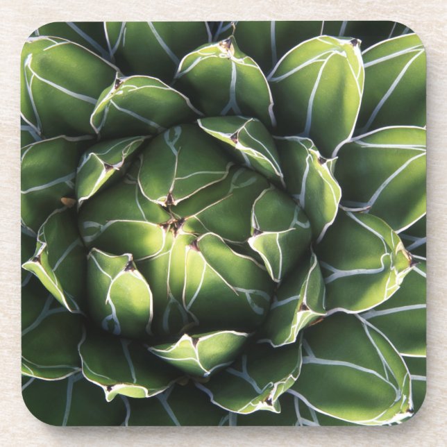 N.A., USA, Arizona, Tucson, Sonora Desert Untersetzer (Vorderseite)