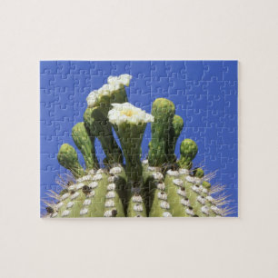N.A., USA, Arizona, Tucson, Sonora-Wüste 2