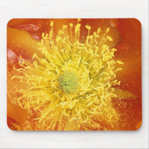 N.A., USA, Arizona, Tucson, Sonora-Wüste 3 Mousepad