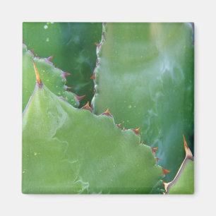N.A., USA, Arizona, Tucson, Sonora-Wüste Magnet
