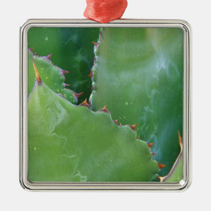 N.A., USA, Arizona, Tucson, Sonora-Wüste Silbernes Ornament
