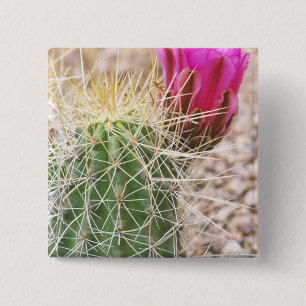 N.A., USA, AZ, Phoenix, Desert Botanical Button