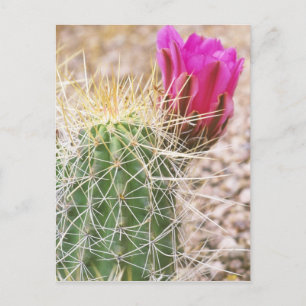 N.A., USA, AZ, Phoenix, Desert Botanical Postkarte