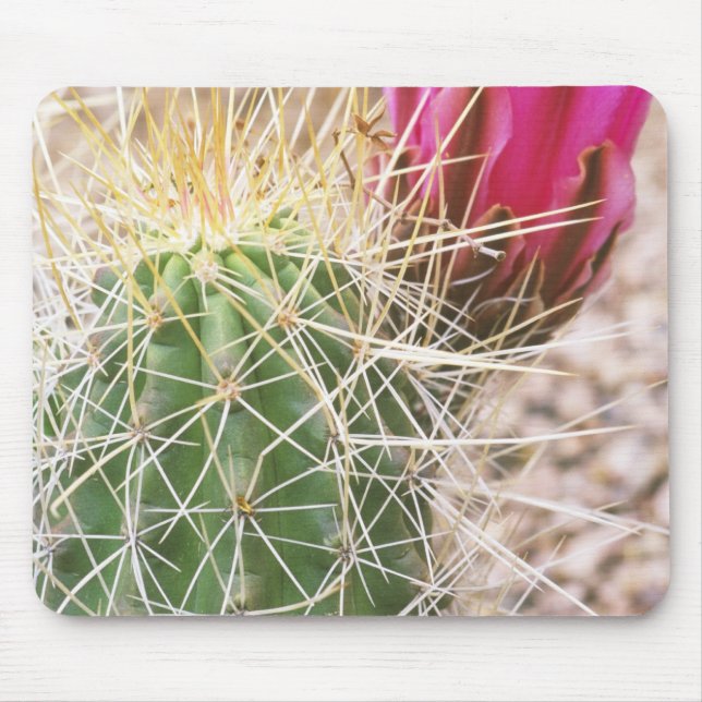 N.A., USA, AZ, Phoenix, Wüste Botanical Mousepad (Vorne)