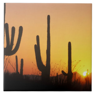 N.A., USA, AZ, Saguaro NP, Saguaro-Sonnenuntergang Fliese