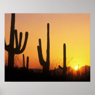 N.A., USA, AZ, Saguaro NP, Saguaro-Sonnenuntergang Poster