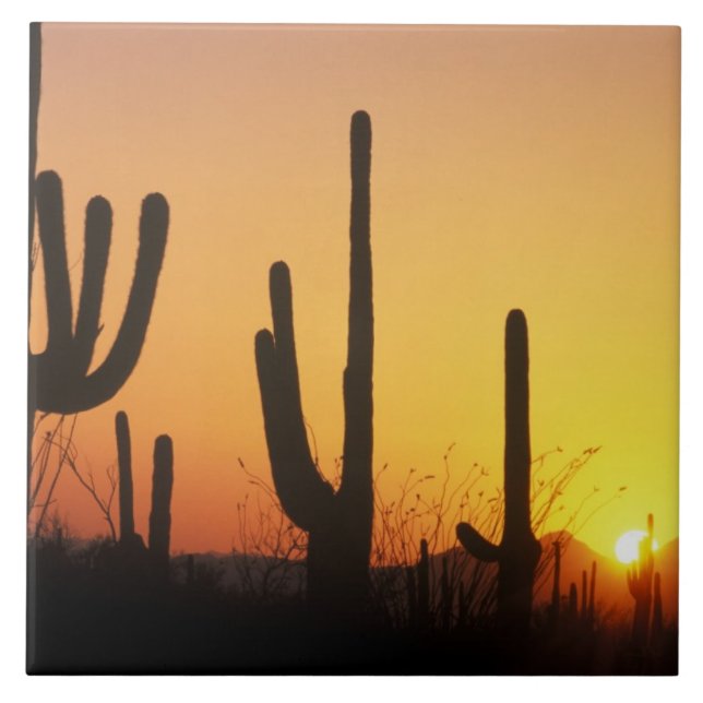 N.A., USA, AZ, Saguaro NP, Saguaro Sunset Fliese (Vorderseite)