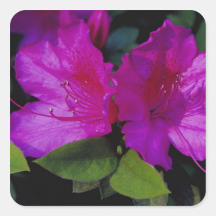N.A. USA, Georgia, Savannah. Azalee in Blüte. Quadratischer Aufkleber