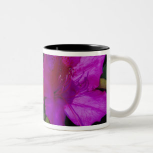 N.A. USA, Georgia, Savannah. Azalee in Blüte. Zweifarbige Tasse