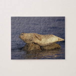 N.A., USA, Kalifornien, Monterey.  Seehund