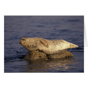 N.A., USA, Kalifornien, Monterey. Seehund