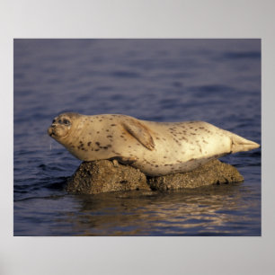N.A., USA, Kalifornien, Monterey.  Seehund Poster