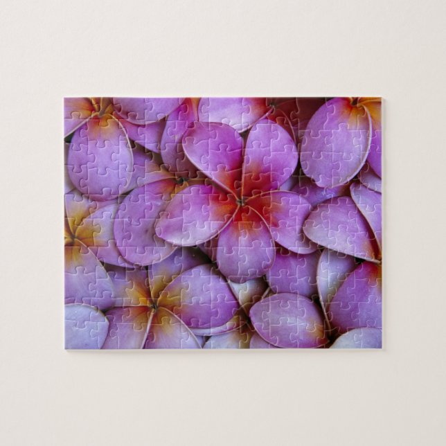 N.A., USA, Maui, Hawaii. Rosa Plumeria blüht. (Horizontal)