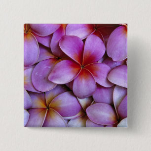 N.A., USA, Maui, Hawaii. Rosa Plumeria blüht. Button