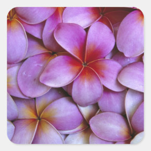 N.A., USA, Maui, Hawaii. Rosa Plumeria blüht. Quadratischer Aufkleber