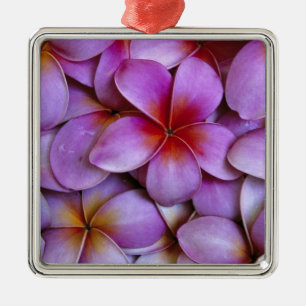 N.A., USA, Maui, Hawaii. Rosa Plumeria-Blüten. Silbernes Ornament