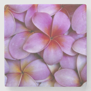 N.A., USA, Maui, Hawaii. Rosa Plumeria-Blüten. Steinuntersetzer
