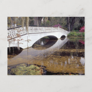 N.A., USA, South Carolina, Charleston.  Magnolie Postkarte