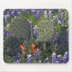 N.A., USA, Texas, Kaktus umgeben von Mousepad